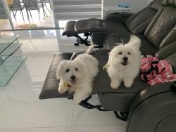 Lost Male Dog last seen Near sw 108th Pl 33032, Homestead, FL 33032