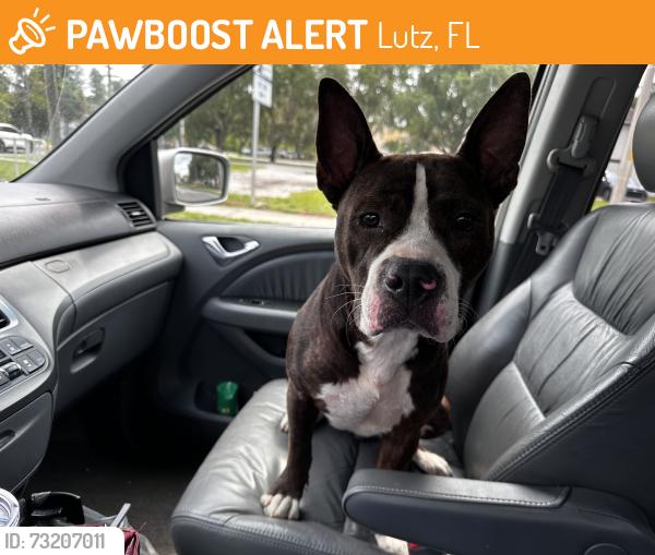 Found/Stray Male Dog last seen Sinclair hills, Lutz, FL 33549