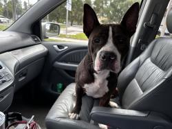Found/Stray Male Dog last seen Sinclair hills, Lutz, FL 33549