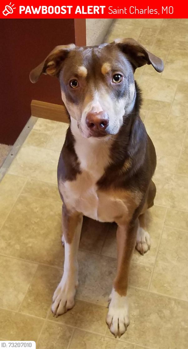 Lost Male Dog last seen Becky Thatcher Drive and Country Club Road, Saint Charles, Saint Charles, MO 63301