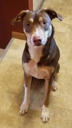 Lost Male Dog last seen Becky Thatcher Drive and Country Club Road, Saint Charles, Saint Charles, MO 63301
