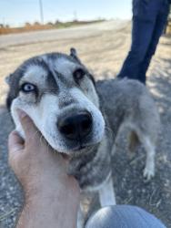 Found/Stray Female Dog last seen Highway 505, Yolo County, CA 95695