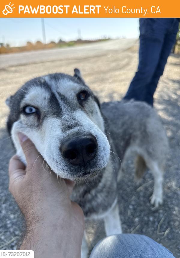 Found/Stray Female Dog last seen Highway 505, Yolo County, CA 95695
