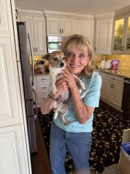 Reunited Female Dog last seen S Saginaw St, Grand Blanc, MI 48439