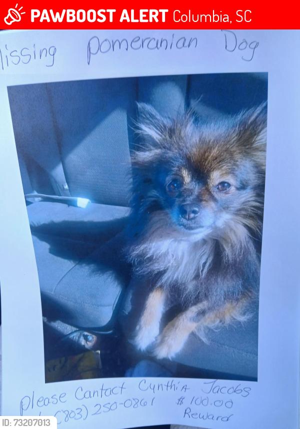 Lost Female Dog last seen Camino and crestlight, Columbia, SC 29209