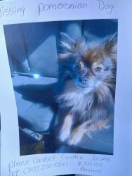 Lost Female Dog last seen Camino and crestlight, Columbia, SC 29209