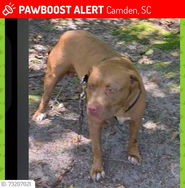 Lost Male Dog last seen Camden, Camden, SC 29020