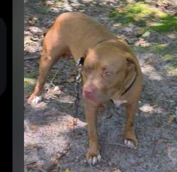 Lost Male Dog last seen Camden, Camden, SC 29020