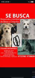 Lost Male Dog last seen Zona Prado hermoso - Libramiento, León de los Aldama, Gto. 37238