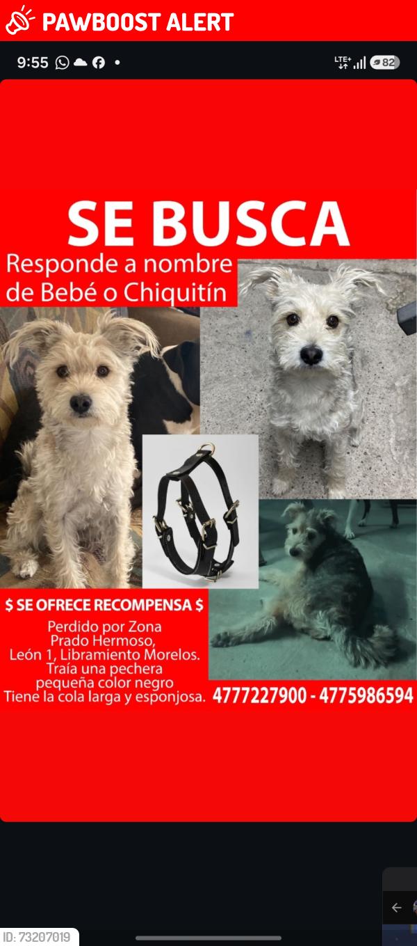 Lost Male Dog last seen Zona Prado hermoso - Libramiento, León de los Aldama, Gto. 37238