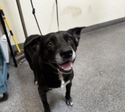 Shelter Stray Female Dog last seen , 3201 Lacy St, Los Angeles, CA 90031, USA