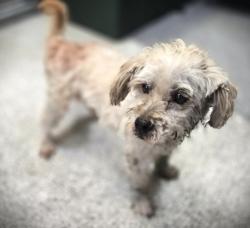 Shelter Stray Male Dog last seen , 3201 Lacy St, Los Angeles, CA 90031, USA