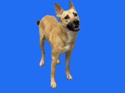 Shelter Stray Female Dog last seen , 3201 Lacy St, Los Angeles, CA 90031, USA