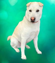 Shelter Stray Male Dog last seen , 3201 Lacy St, Los Angeles, CA 90031, USA