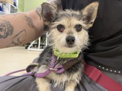 Shelter Stray Female Dog last seen 30TH NATIONAL, 3839 W Burnham St, West Milwaukee, WI 53215, USA