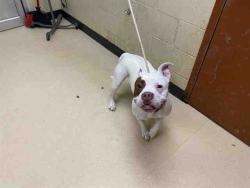 Shelter Stray Female Dog last seen Near BLOCK N 40TH ST - IN ALLEY, 3839 W Burnham St, West Milwaukee, WI 53215, USA