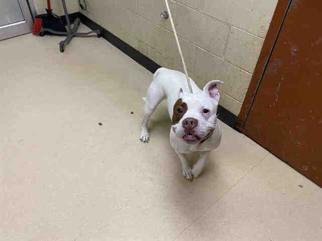 Shelter Stray Female Dog last seen Near BLOCK N 40TH ST - IN ALLEY, 3839 W Burnham St, West Milwaukee, WI 53215, USA