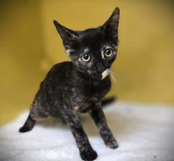 Shelter Stray Female Cat last seen , 3201 Lacy St, Los Angeles, CA 90031, USA