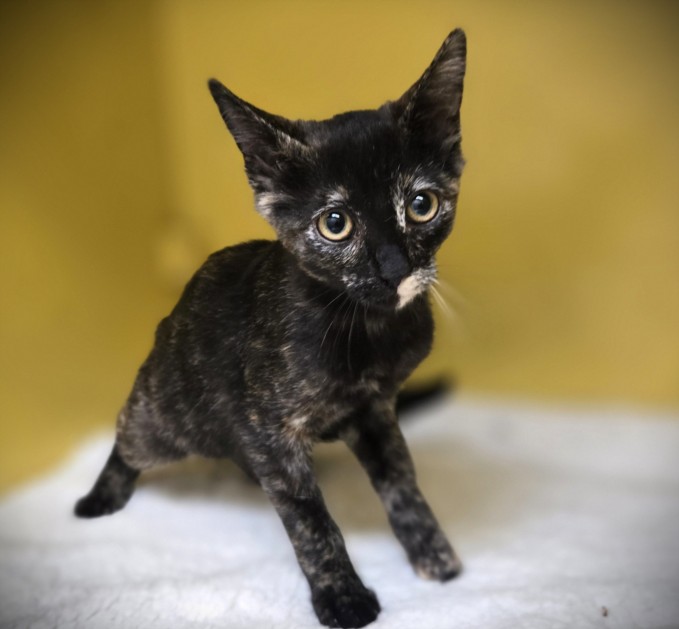 Shelter Stray Female Cat last seen , 3201 Lacy St, Los Angeles, CA 90031, USA