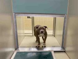 Shelter Stray Male Dog last seen Near BLOCK N 40TH ST - IN ALLEY, 3839 W Burnham St, West Milwaukee, WI 53215, USA
