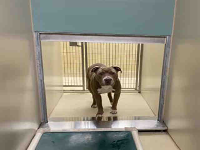 Shelter Stray Male Dog last seen Near BLOCK N 40TH ST - IN ALLEY, 3839 W Burnham St, West Milwaukee, WI 53215, USA
