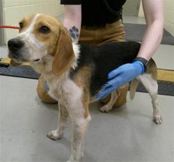 Shelter Stray Male Dog last seen , 232 Eslinger Way, Sanford, FL 32773, USA