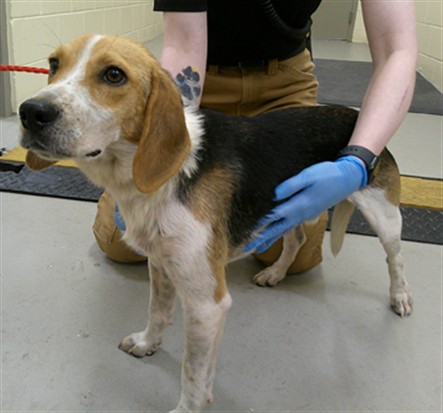 Shelter Stray Male Dog last seen , 232 Eslinger Way, Sanford, FL 32773, USA