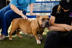 Shelter Stray Female Dog last seen , 2769 Conroy Rd, Orlando, FL 32839, USA