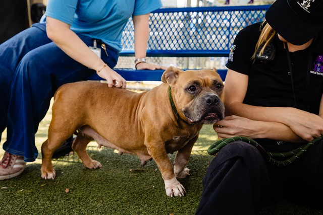 Shelter Stray Female Dog last seen , 2769 Conroy Rd, Orlando, FL 32839, USA