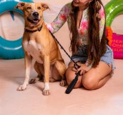 Shelter Stray Male Dog last seen , 2769 Conroy Rd, Orlando, FL 32839, USA
