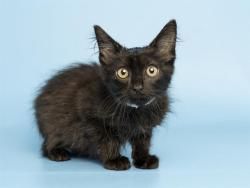 Shelter Stray Male Cat last seen Near BLOCK W TUCKEY LN, 5501 E Van Buren St, Phoenix, AZ 85008, USA