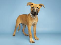 Shelter Stray Male Dog last seen MILL AVE/ALL AMERICA WAY, 5501 E Van Buren St, Phoenix, AZ 85008, USA