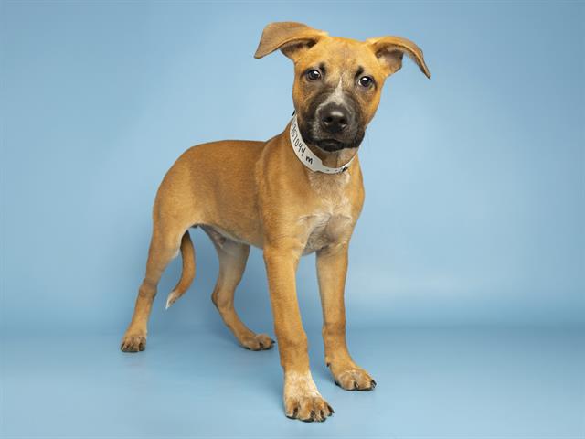 Shelter Stray Male Dog last seen MILL AVE/ALL AMERICA WAY, 5501 E Van Buren St, Phoenix, AZ 85008, USA