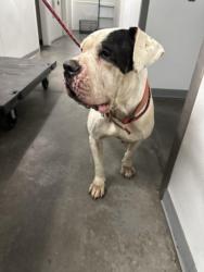 Shelter Stray Female Dog last seen , West Valley Animal Shelter, 20655 Plummer St, Chatsworth, CA 91311, USA