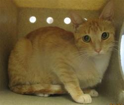 Shelter Stray Unknown Cat last seen , 2811 SE 29th St, Oklahoma City, OK 73129, USA