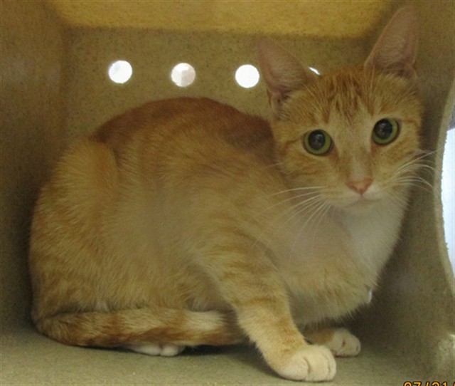 Shelter Stray Unknown Cat last seen , 2811 SE 29th St, Oklahoma City, OK 73129, USA