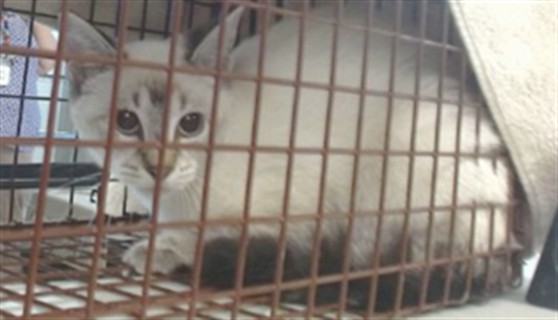 Shelter Stray Unknown Cat last seen Near BLOCK N CLASSEN BLVD, 2811 SE 29th St, Oklahoma City, OK 73129, USA