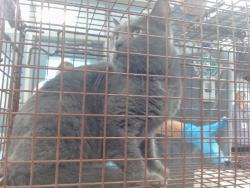 Shelter Stray Unknown Cat last seen Near BLOCK N CLASSEN BLVD, 2811 SE 29th St, Oklahoma City, OK 73129, USA