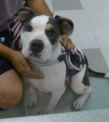 Shelter Stray Female Dog last seen FOUND AT SW 15 AND COUNTYLINE, 2811 SE 29th St, Oklahoma City, OK 73129, USA