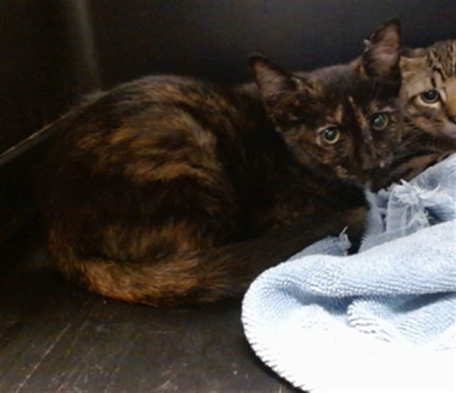 Shelter Stray Female Cat last seen , 2811 SE 29th St, Oklahoma City, OK 73129, USA