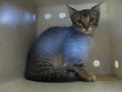 Shelter Stray Male Cat last seen , 2811 SE 29th St, Oklahoma City, OK 73129, USA