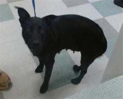 Shelter Stray Female Dog last seen FOUND RUNNING ON HIGHWAY AT I-35 AND I-240, 2811 SE 29th St, Oklahoma City, OK 73129, USA