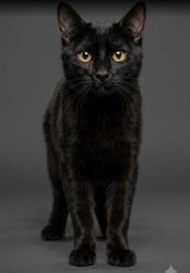 Shelter Stray Male Cat last seen Near BLOCK BEAVERBROOK, 2020 Forest St, Jacksonville, FL 32204, USA