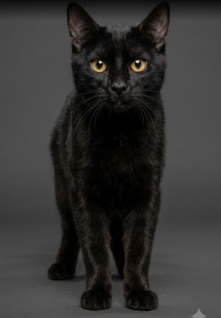Shelter Stray Male Cat last seen Near BLOCK BEAVERBROOK, 2020 Forest St, Jacksonville, FL 32204, USA