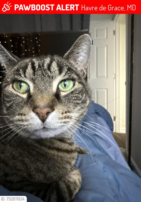 Lost Male Cat last seen Chesapeake and Seneca, Havre de Grace, MD 21078