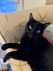 Lost Male Cat last seen Nw 21st place and NE 30th street. Jacaranda west, Cape Coral, FL 33993