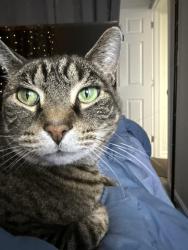 Lost Male Cat last seen Chesapeake and Seneca, Havre de Grace, MD 21078