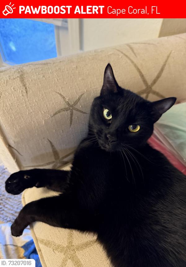 Lost Male Cat last seen Nw 21st place and NE 30th street. Jacaranda west, Cape Coral, FL 33993