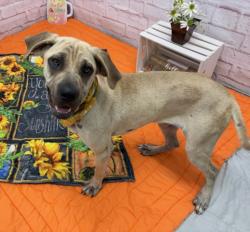 Shelter Stray Female Dog last seen Near BLOCK TIREMAN ST, DETROIT MI 48228, 7401 Chrysler Dr, Detroit, MI 48211, USA