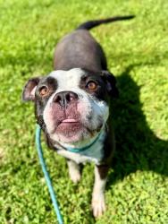 Shelter Stray Female Dog last seen Near BLOCK RIVER PARK DR, 3528 Newburg Rd, Louisville, KY 40218, USA